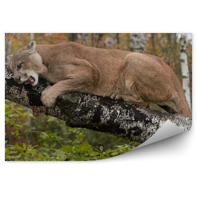 Papier peint Herbes De Blaireau Rochers