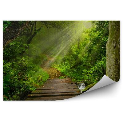 Papier peint Forêt Tropicale Chemin De Construction Feuilles