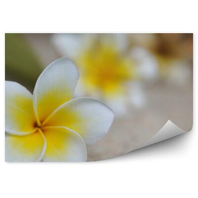 Papier peint Fleurs tropicales plumeria fond sable
