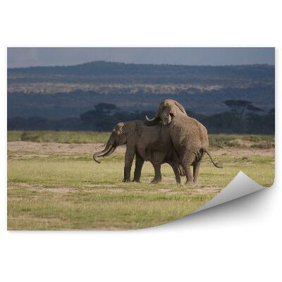 Papier peint Couple D'éléphants D'afrique Dans La Savane