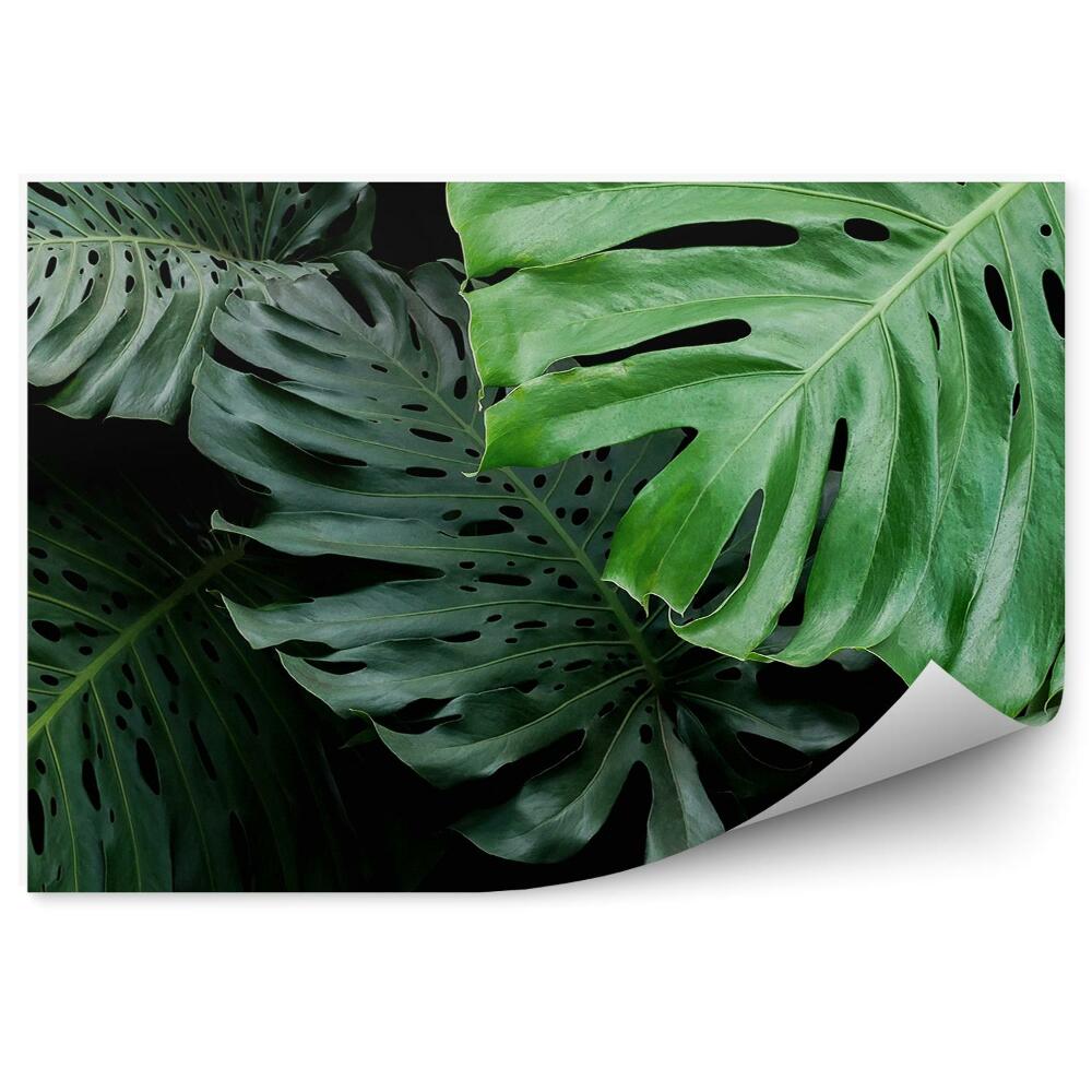 Papier peint Feuilles Exotiques Tropicales