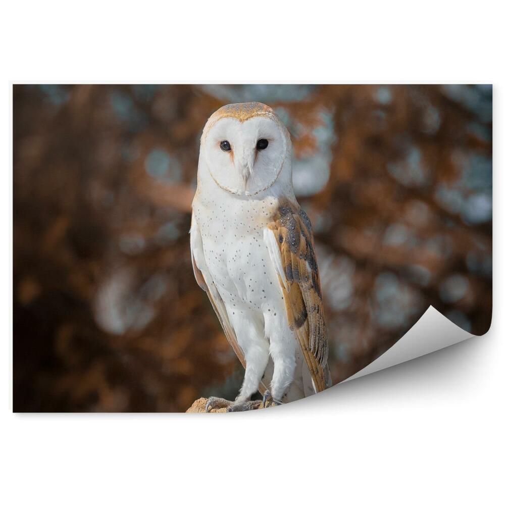 Papier peint Effraie Des Clochers Sur Fond De Forêt Automnale