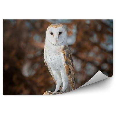Papier peint Effraie Des Clochers Sur Fond De Forêt Automnale