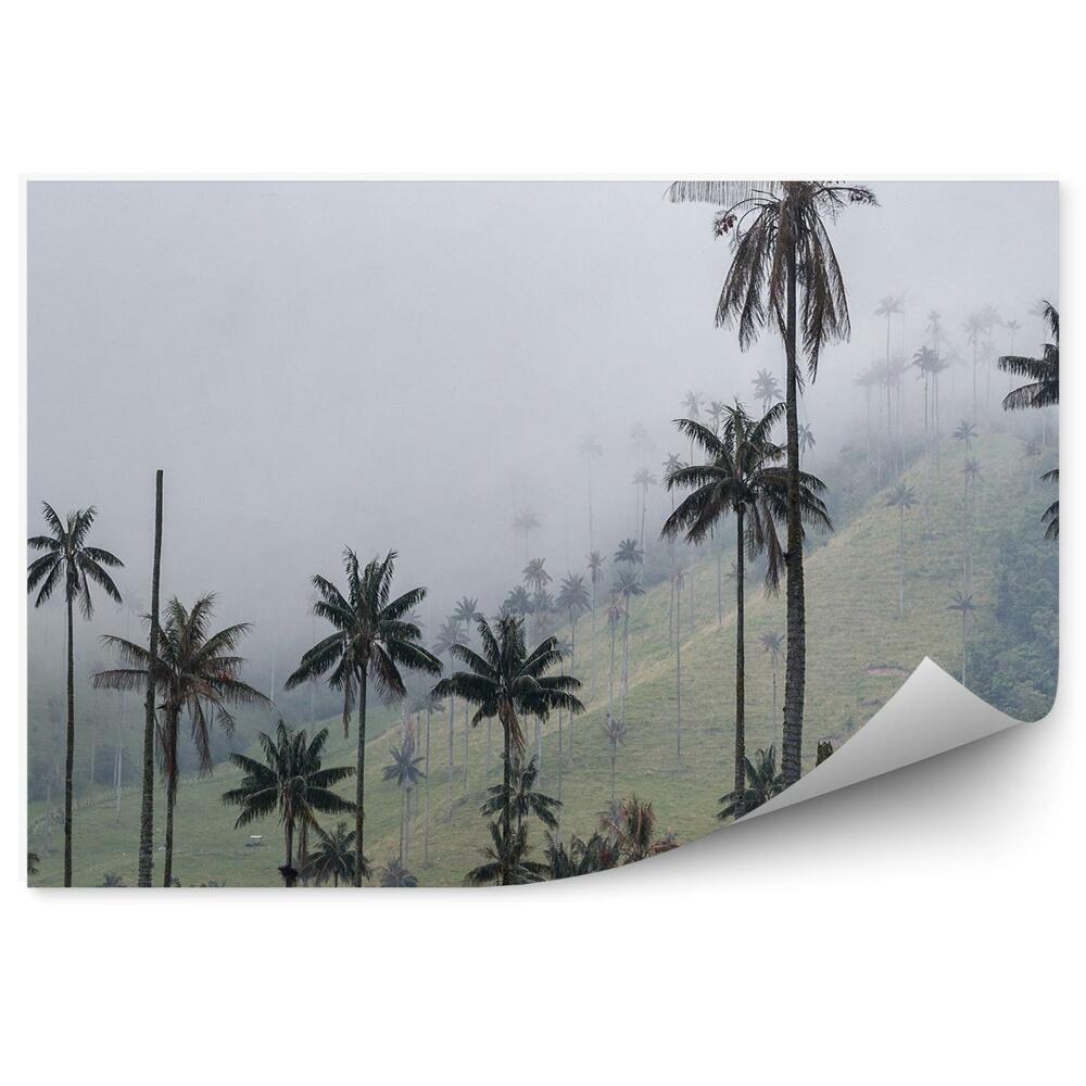 Papier peint Hauts palmiers de la colline brumeuse