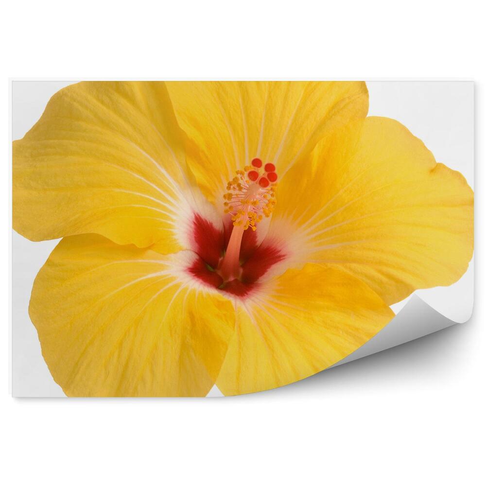 Papier peint Fleur d'hibiscus jaune fond blanc