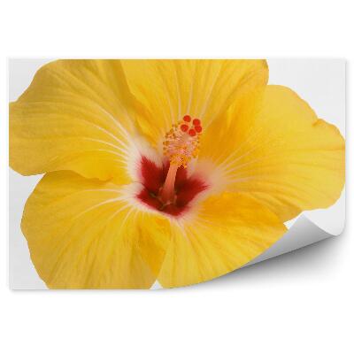 Papier peint Fleur d'hibiscus jaune fond blanc