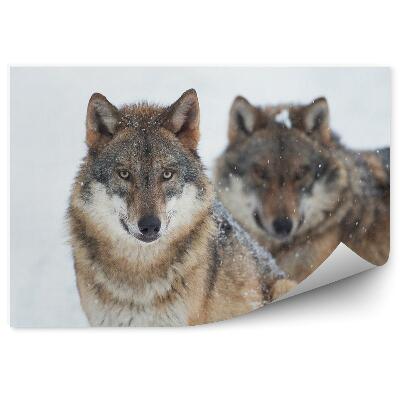 Papier peint Loup Se Reposant Neige Hiver