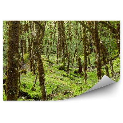 Papier peint Forêt Tropicale