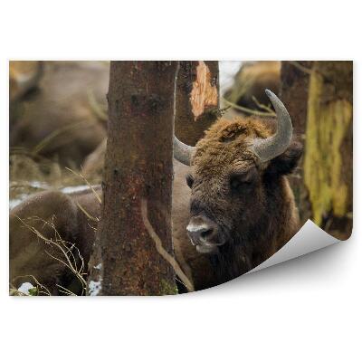 Papier peint Bison D'europe Dans La Forêt De Knyszynska