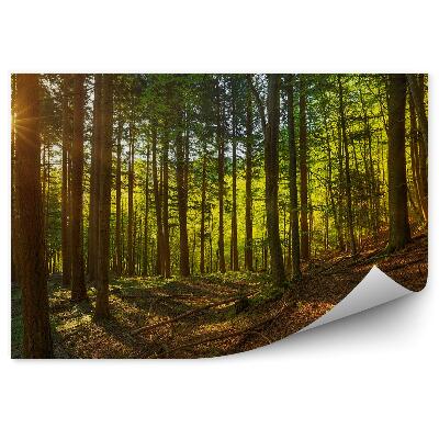Papier peint Forêt De Pins Herbe Montagnes Nuages Ciel