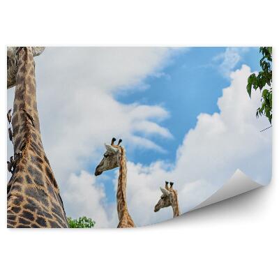 Papier peint Girafes Sur Fond De Ciel
