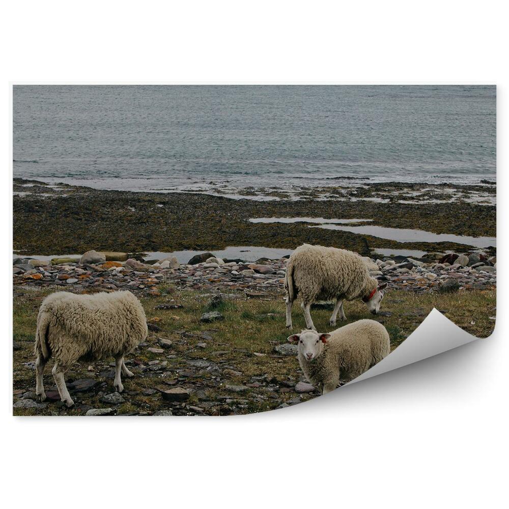 Papier peint Norvège moutons voyage animaux nature