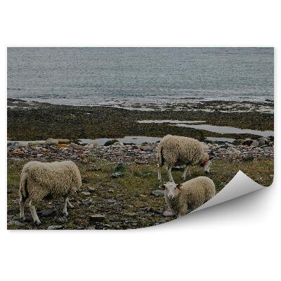 Papier peint Norvège moutons voyage animaux nature