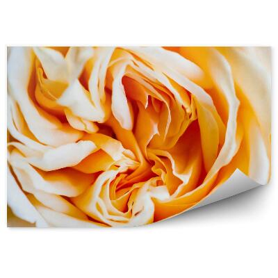 Papier peint Fond de roses blanches orangées