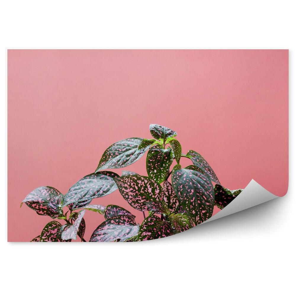 Papier peint Plantes colorées sur fond rose