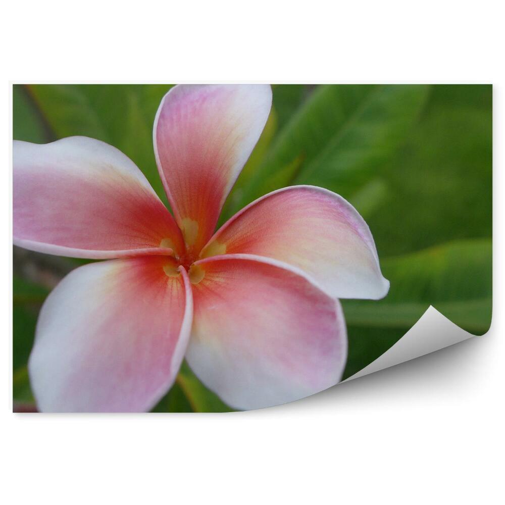 Papier peint Fleurs d'orchidées colorées fleurs mexicaines