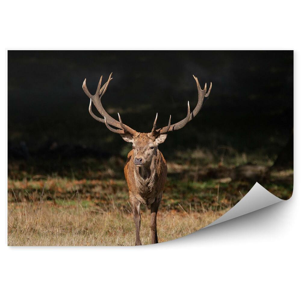 Papier peint Cerf Dans Un Pré
