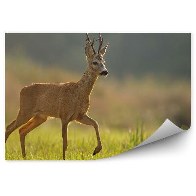 Papier peint Chevreuil Dans Un Pré