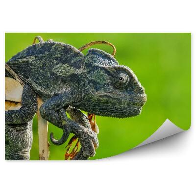 Papier peint Caméléon Foncé Sur Fond Vert