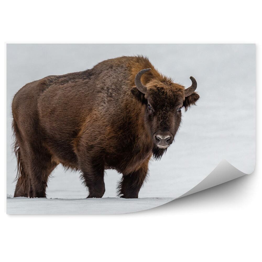Papier peint Bison D'europe En Milieu Naturel