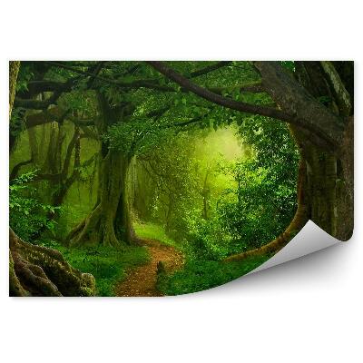 Papier peint Forêt Tropicale Cascade Pierres Arbres