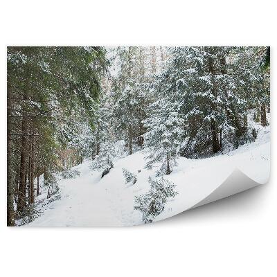 Papier peint Forêt Dense De Conifères Enterrée