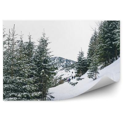 Papier peint Forêt Dense De Conifères Zakopane