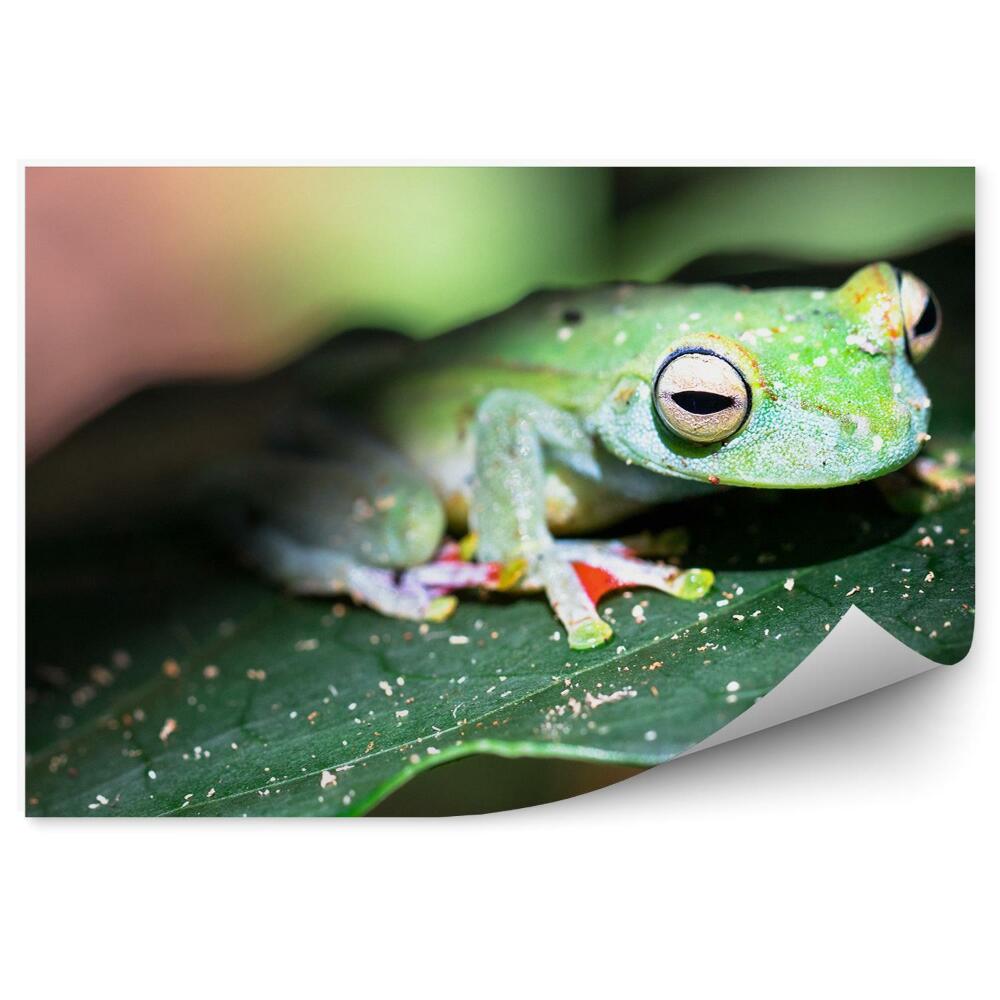 Papier peint Grenouille Sur Une Feuille