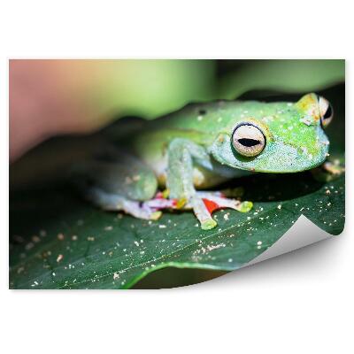 Papier peint Grenouille Sur Une Feuille