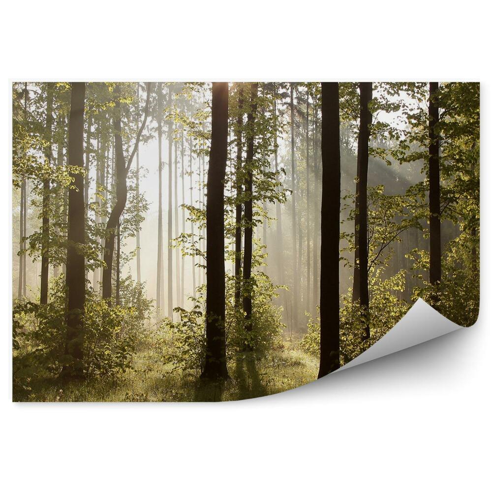 Papier peint Arbres De La Forêt Brumeux