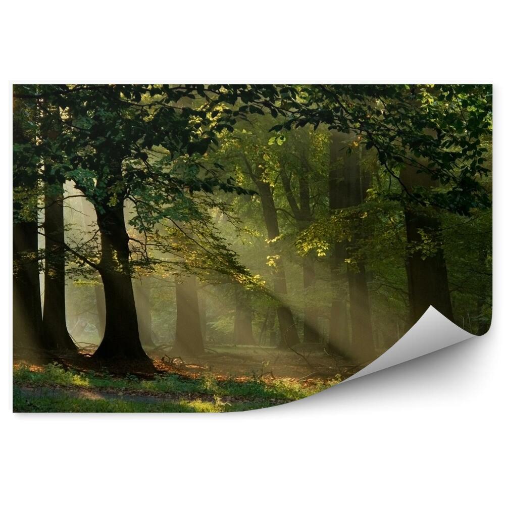 Papier peint Forêt De Feuillus Au Lever Du Soleil