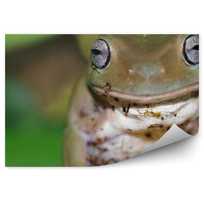 Papier peint Grenouille Australienne Sur Un Arbre