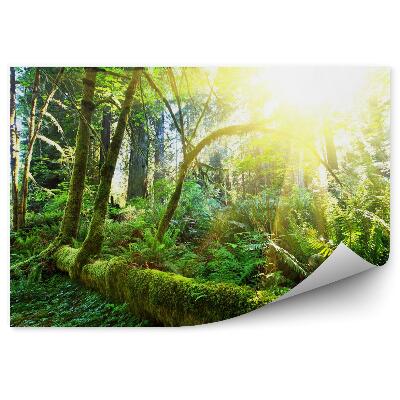 Papier peint Forêt tropicale