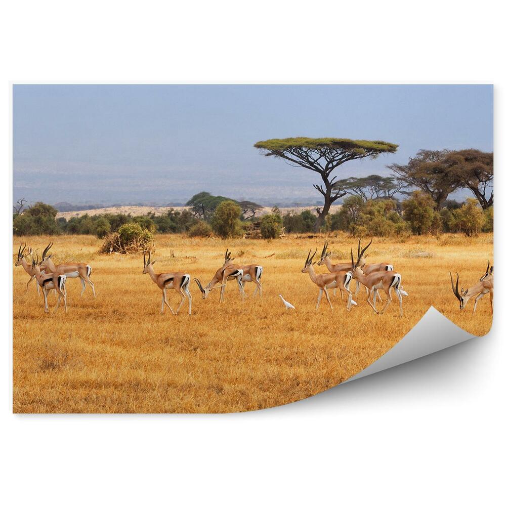 Papier peint Antilope Oiseau Arbres Buissons Savane Vue