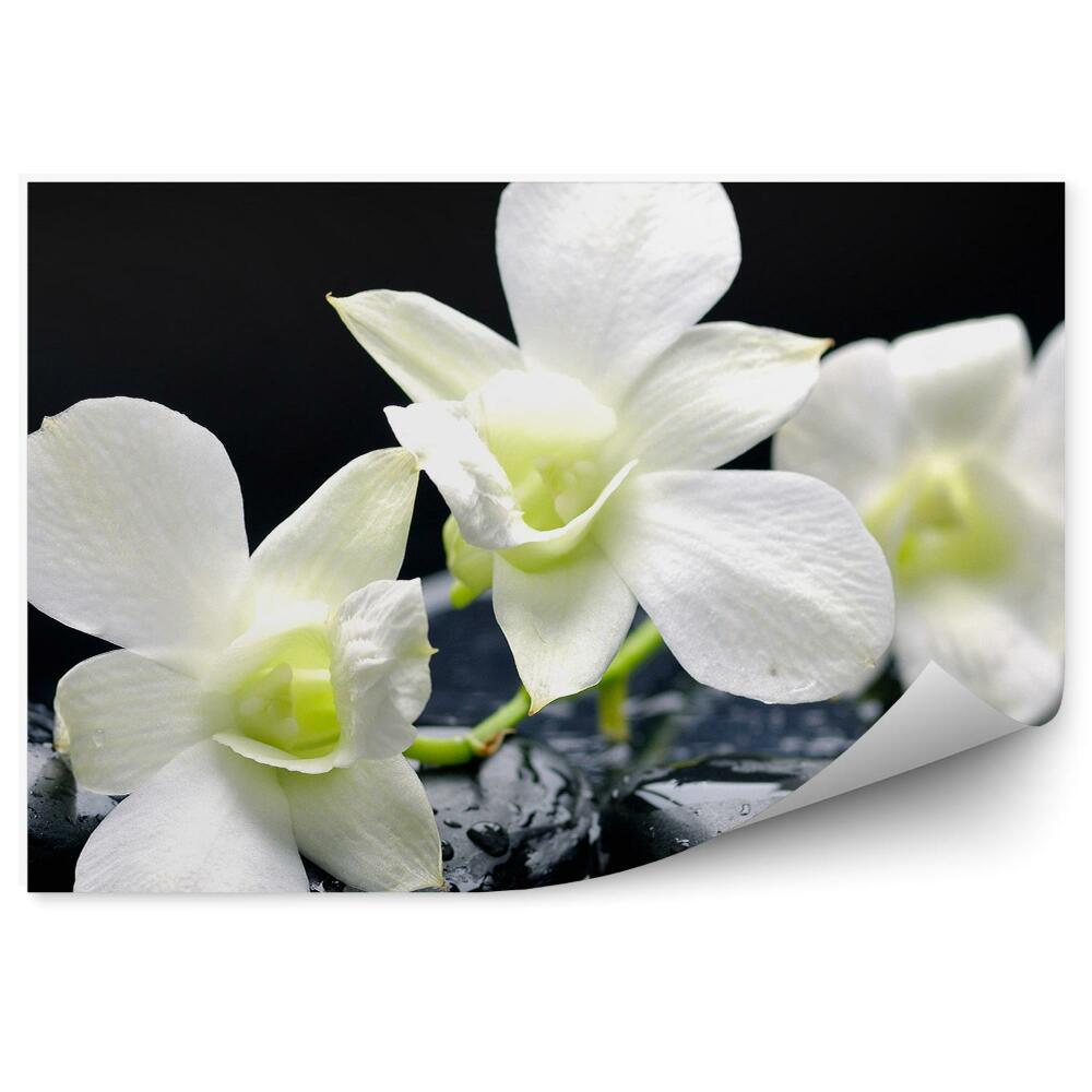 Papier peint Pierres d'eau pour orchidées blanches