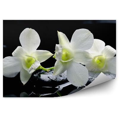 Papier peint Fleurs d'orchidées blanches pierres noires eau