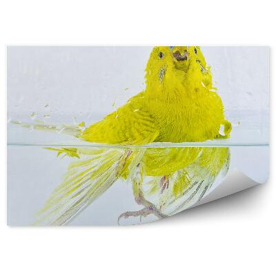 Papier peint Perruche Ondulée Dans L'eau