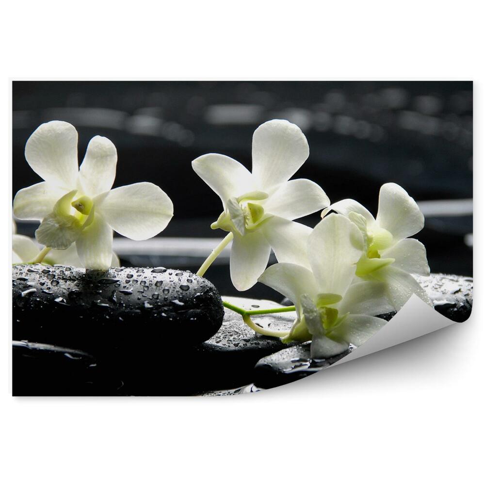Papier peint Orchidée blanche pierres d'eau fleur