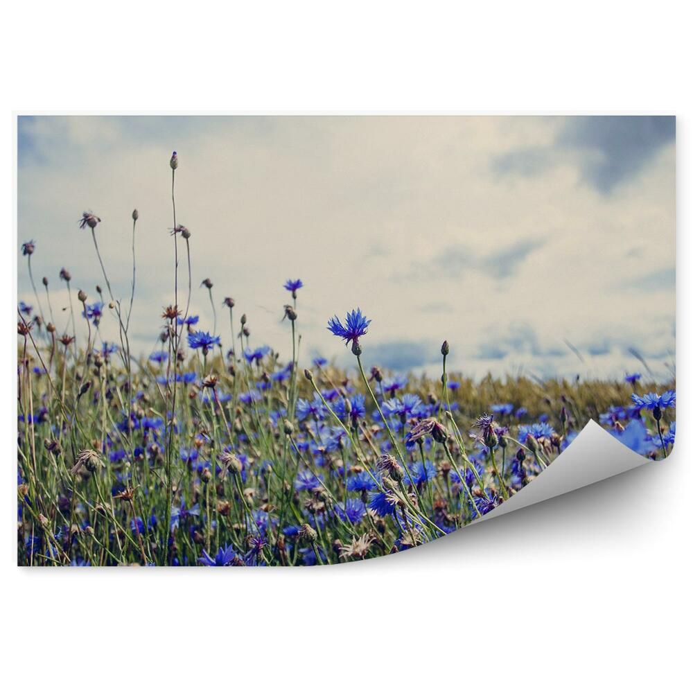 Papier peint Bleuets dans une prairie au printemps