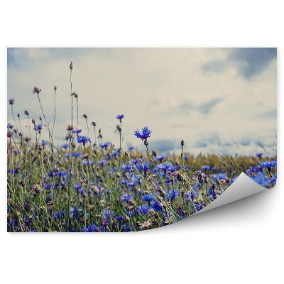 Papier peint Bleuets dans une prairie au printemps