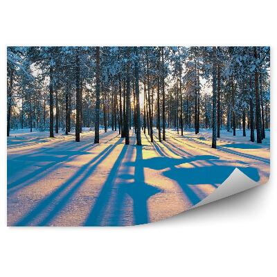 Papier peint Forêt De Pins D'hiver Zakopane