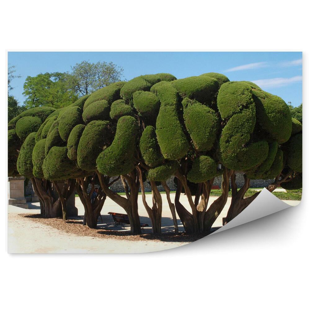 Papier peint Herbe De La Forêt De Pins