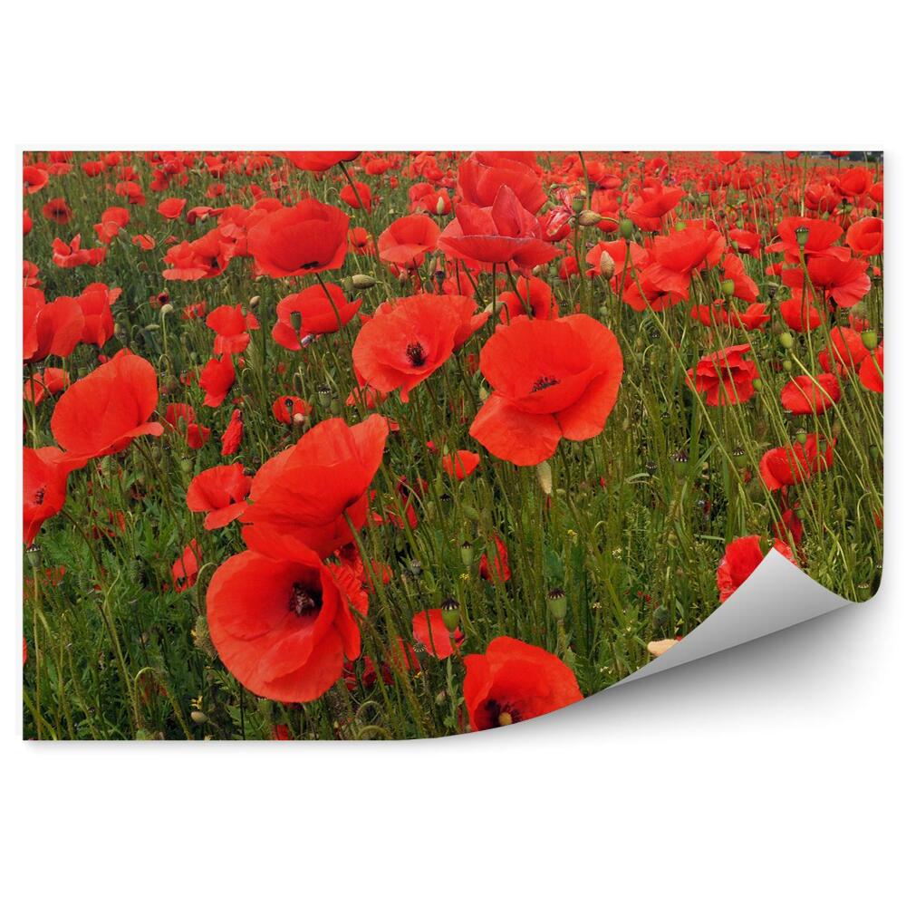 Papier peint Champ de coquelicots ciel nuages arbres