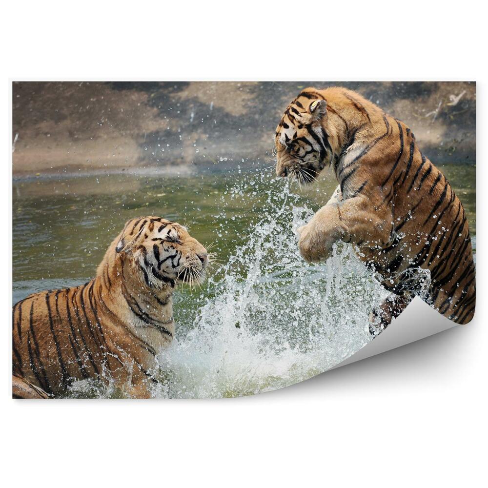 Papier peint Tigres Jouant Dans L'eau