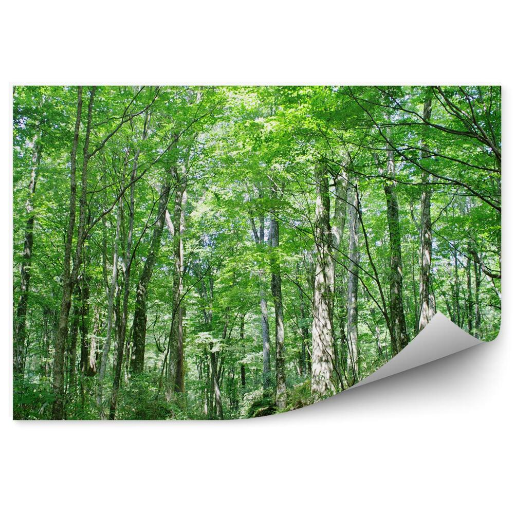 Papier peint Avenue parmi les vieux bouleaux Forêt de feuillus