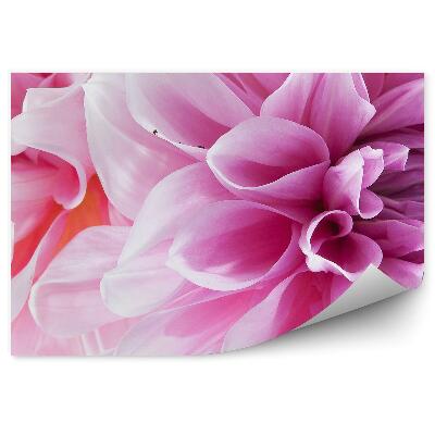 Papier peint Pétales de fleurs de dahlia roses