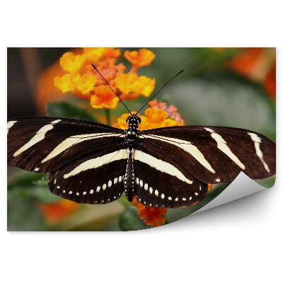 Papier peint Papillon Noir À Rayures Blanches Fleurs Orange