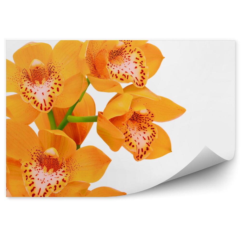 Papier peint Orchidée orange