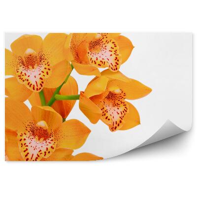 Papier peint Orchidée orange