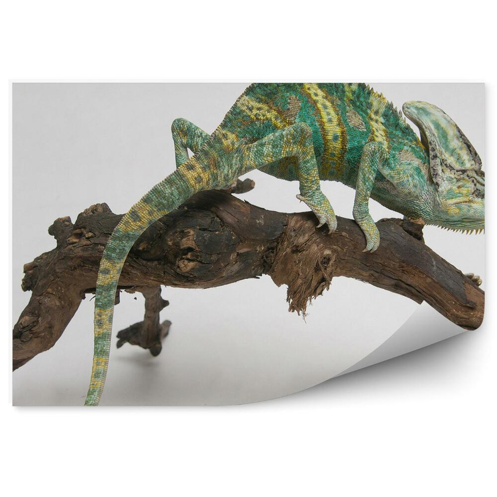 Papier peint Caméléon Coloré Sur Un Bâton
